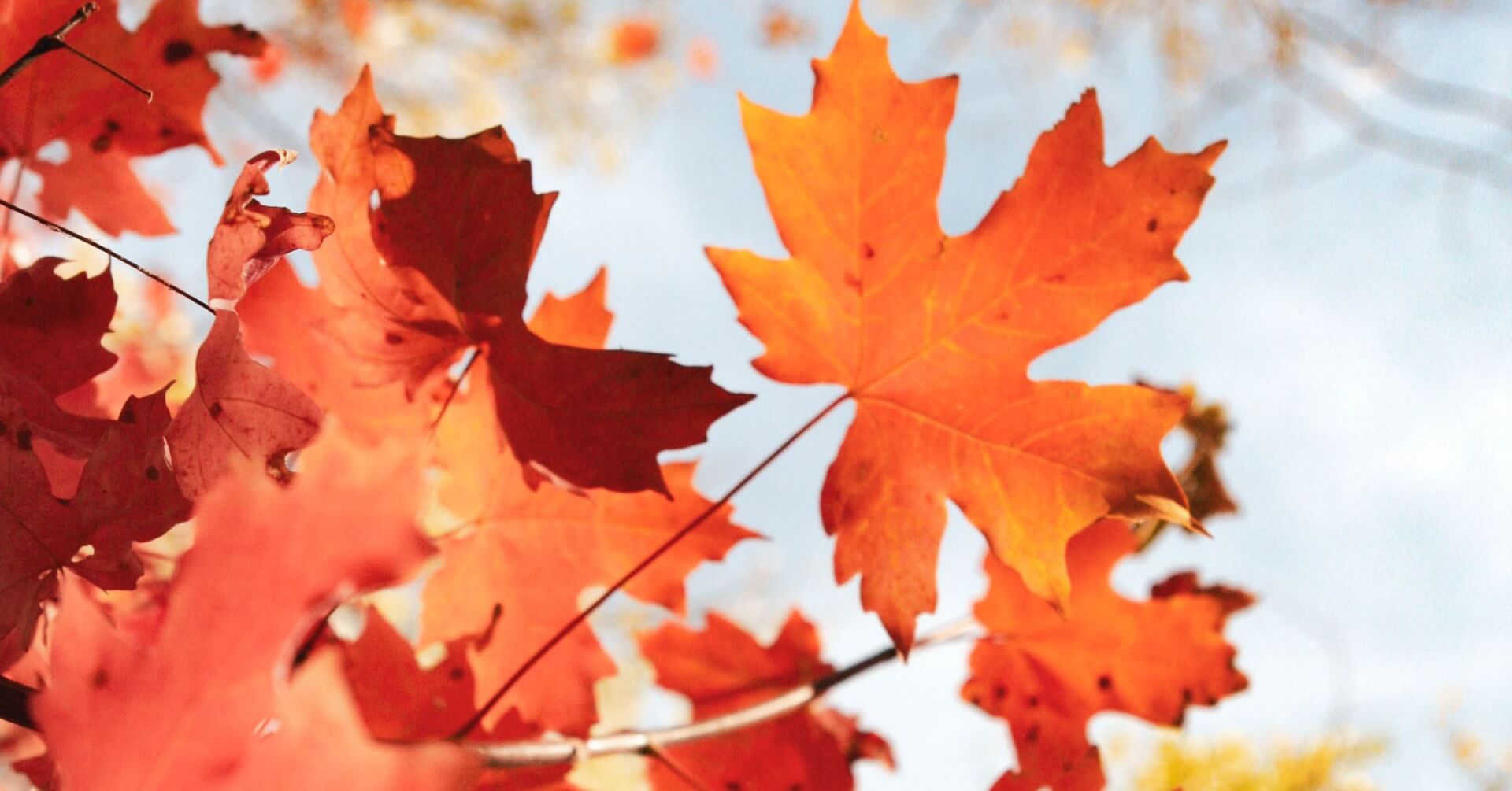 5 Autumn Cleaning Tips To Keep Your Property In Great Shape