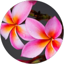 Fran Dawson profile picture